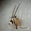 Gemsbok Oryx Taxidermy Shoulder Mount For Sale - Image 2