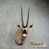 Gemsbok Oryx Taxidermy Shoulder Mount For Sale - Image 5