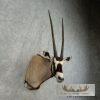 Gemsbok Oryx Taxidermy Shoulder Mount For Sale - Image 3