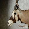 Gemsbok Oryx Taxidermy Shoulder Mount For Sale - Image 8