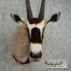 Gemsbok Oryx Taxidermy Shoulder Mount For Sale - Image 9