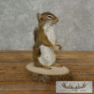 Red Squirrel Taxidermy Mount Taxidermy
