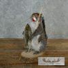 Novelty Gray Squirrel Taxidermy Mount For Sale - Image 2