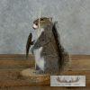 Novelty Gray Squirrel Taxidermy Mount For Sale - Image 3