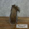 Novelty Gray Squirrel Taxidermy Mount For Sale - Image 6