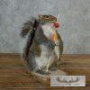 Novelty Gray Squirrel Taxidermy Mount For Sale - Image 7