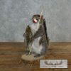 Novelty Gray Squirrel Taxidermy Mount For Sale - Image 8