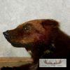 Laying Alaskan Wolverine Taxidermy Mount For Sale - Image 9