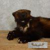Laying Alaskan Wolverine Taxidermy Mount For Sale - Image 6