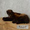 Laying Alaskan Wolverine Taxidermy Mount For Sale - Image 3