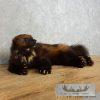 Laying Alaskan Wolverine Taxidermy Mount For Sale - Image 2