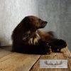Laying Alaskan Wolverine Taxidermy Mount For Sale - Image 4