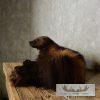 Laying Alaskan Wolverine Taxidermy Mount For Sale - Image 5