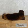 Laying Alaskan Wolverine Taxidermy Mount For Sale - Image 10
