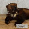 Laying Alaskan Wolverine Taxidermy Mount For Sale - Image 7