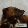 Laying Alaskan Wolverine Taxidermy Mount For Sale - Image 8