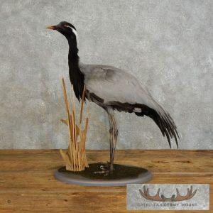 Demoiselle Crane Taxidermy Bird Mount Taxidermy