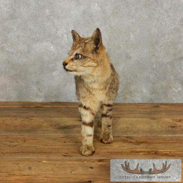 Wildcat Rodeo Mount African Wildcat Life Size - Creel Taxidermy
