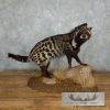 African Civet Cat Taxidermy Mount For Sale - Image 10