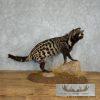 African Civet Cat Taxidermy Mount For Sale - Image 2