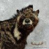 African Civet Cat Taxidermy Mount For Sale - Image 3