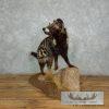 African Civet Cat Taxidermy Mount For Sale - Image 5