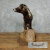 African Civet Cat Taxidermy Mount For Sale - Image 6