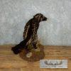 African Civet Cat Taxidermy Mount For Sale - Image 8