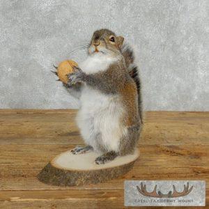 Grey Squirrel With Nut Life-Size Taxidermy Mount Taxidermy