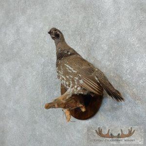 Spruce Grouse Hen Taxidermy Mount Taxidermy