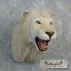 Reproduction African Lion Taxidermy Shoulder For Sale - Image 3