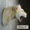 Reproduction African Lion Taxidermy Shoulder For Sale - Image 4