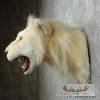 Reproduction African Lion Taxidermy Shoulder For Sale - Image 5