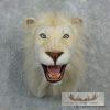 Reproduction African Lion Taxidermy Shoulder For Sale