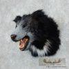 Reproduction Sloth Bear Shoulder Mount For Sale - Image 2