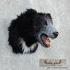 Reproduction Sloth Bear Shoulder Mount For Sale - Image 3