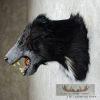Reproduction Sloth Bear Shoulder Mount For Sale - Image 5