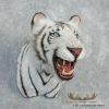 Reproduction White Bengal Tiger Shoulder Mount For Sale - Image 2