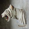 Reproduction White Bengal Tiger Shoulder Mount For Sale - Image 5