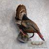 Merriam's Turkey Taxidermy Bird Mount For Sale - Image 3