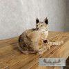 Bobcat Taxidermy Mount For Sale - Image 2