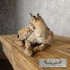 Bobcat Taxidermy Mount For Sale - Image 3