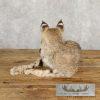 Bobcat Taxidermy Mount For Sale - Image 4
