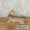 Bobcat Taxidermy Mount For Sale - Image 5