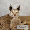 Bobcat Taxidermy Mount For Sale - Image 6