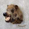 Wild Boar Taxidermy Shoulder Mount For Sale - Image 2