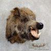 Wild Boar Taxidermy Shoulder Mount For Sale - Image 3
