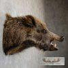 Wild Boar Taxidermy Shoulder Mount For Sale - Image 4