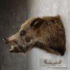 Wild Boar Taxidermy Shoulder Mount For Sale - Image 5