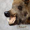Wild Boar Taxidermy Shoulder Mount For Sale - Image 6